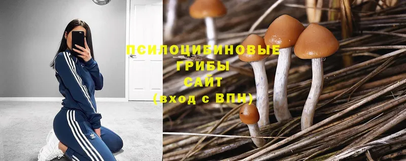 купить закладку  МЕГА ССЫЛКА  Галлюциногенные грибы MAGIC MUSHROOMS  Кинель 